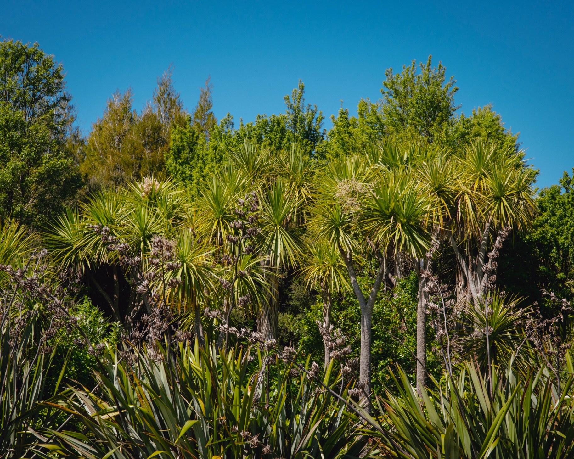 Trees for Marlborough – Donate Native Trees